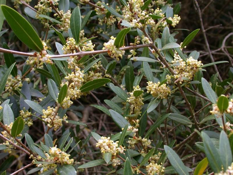Phillyrea angustifolia